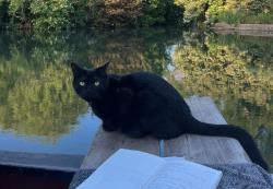 Lost Male Cat last seen Grove Hotel/Grove Mill, Chandler's Cross, England WD3 4TG