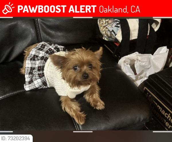 Lost Female Dog last seen International Blvd, Oakland, CA 94603