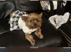 Lost Female Dog last seen International Blvd, Oakland, CA 94603