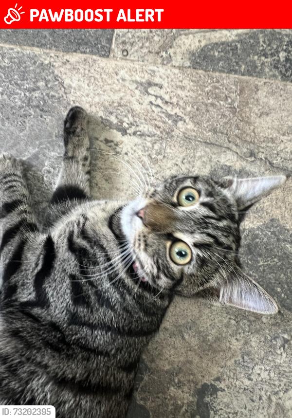 Lost Female Cat last seen Turner place Bradford, West Yorkshire, England 