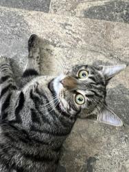Lost Female Cat last seen Turner place Bradford, West Yorkshire, England 
