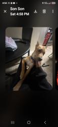 Lost Female Dog last seen I believe Turk between Turk and Golden Gate and McDonald's parking lot male have her on a different leash and has taken eyes off her a few family members have called her and she does respond to baby or AA, San Francisco, CA 94115