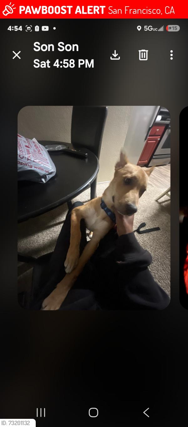 Lost Female Dog last seen I believe Turk between Turk and Golden Gate and McDonald's parking lot male have her on a different leash and has taken eyes off her a few family members have called her and she does respond to baby or AA, San Francisco, CA 94115