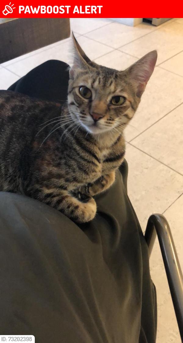 Lost Female Cat last seen Blackheath, London, Greater London, England 