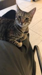 Lost Female Cat last seen Blackheath, London, Greater London, England 