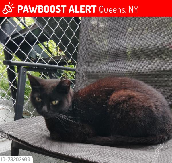 Lost Female Cat last seen Backyards between 73rd and 74th streets on 31st Ave, Queens, NY 11372