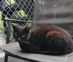 Lost Female Cat last seen Backyards between 73rd and 74th streets on 31st Ave, Queens, NY 11372