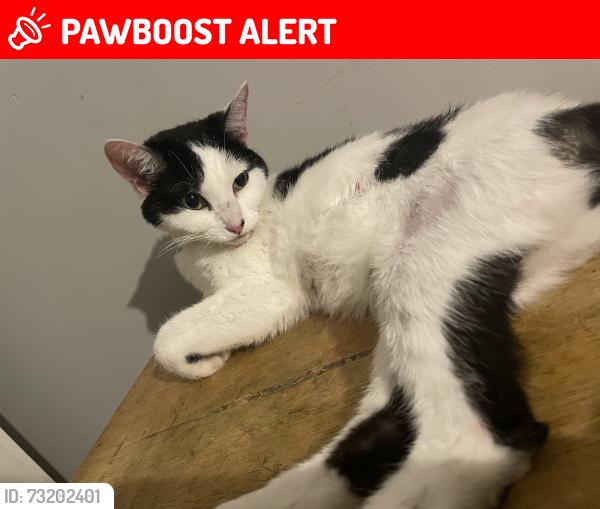 Lost Female Cat last seen a few hses down from where we live, West Midlands, England B34 6PY