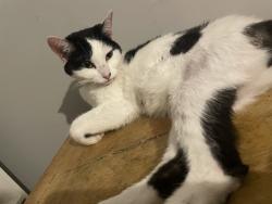 Lost Female Cat last seen a few hses down from where we live, West Midlands, England B34 6PY