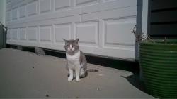 Lost Male Cat last seen 293rd Ave, Zimmerman, MN 55398
