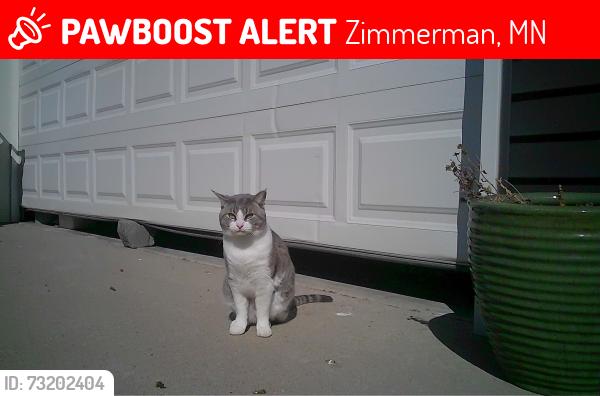 Lost Male Cat last seen 293rd Ave, Zimmerman, MN 55398