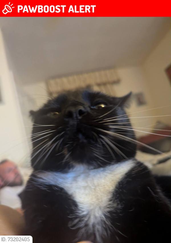 Lost Male Cat last seen Near Mason Lathe Road, South Yorkshire, England S5 0TQ