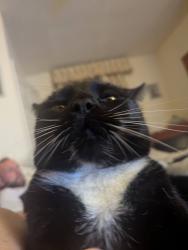 Lost Male Cat last seen Near Mason Lathe Road, South Yorkshire, England S5 0TQ