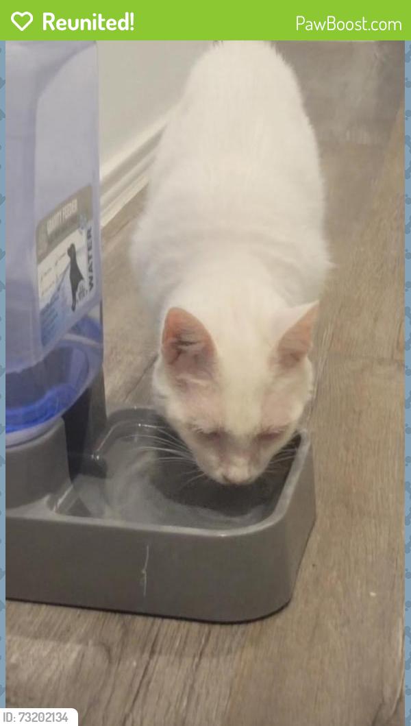 Reunited Female Cat last seen Neighborhood by saffron field ln and evergreen heights ln, Spring, TX 77373
