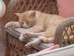Found/Stray Male Cat last seen Greenaway Road/ Dorset Way, Yate, England 