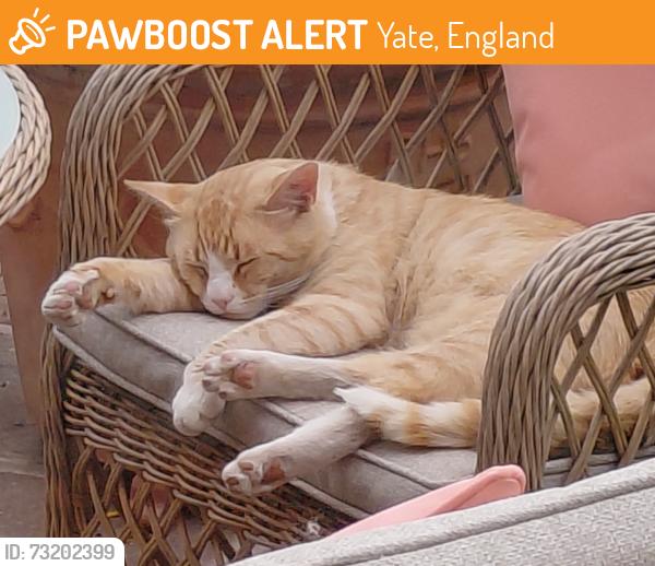 Found/Stray Male Cat last seen Greenaway Road/ Dorset Way, Yate, England 