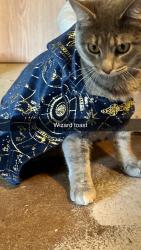 Reunited Female Cat last seen Near Moore dr allegan mi, Allegan, MI 49010