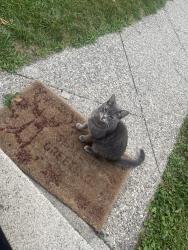 Found/Stray Unknown Cat last seen Near n mayburn st, Dearborn, MI 48128