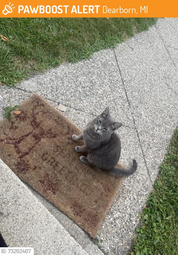 Found/Stray Unknown Cat last seen Near n mayburn st, Dearborn, MI 48128