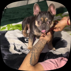 Lost Female Dog last seen Near S Central Ave Los Angeles, CA 90011 United States, Los Angeles, CA 90011