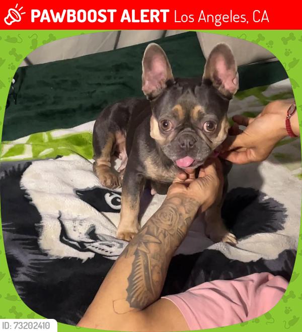 Lost Female Dog last seen Near S Central Ave Los Angeles, CA 90011 United States, Los Angeles, CA 90011
