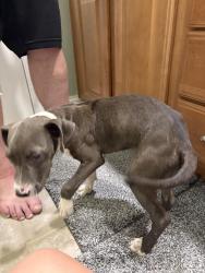 Found/Stray Male Dog last seen Near & 17, Mount Pleasant, SC 29466