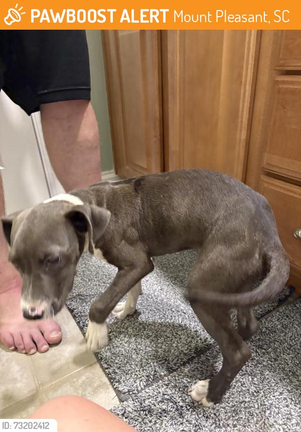 Found/Stray Male Dog last seen Near & 17, Mount Pleasant, SC 29466
