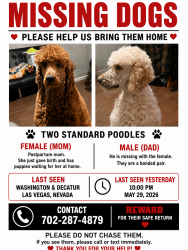 Reunited Male Dog last seen WASHINGTON AND DECATUR, Las Vegas, NV 89107