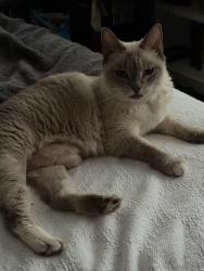 Reunited Female Cat last seen pine Street and Lori lane in Aberdeen across from meridian, Aberdeen, NC 28315