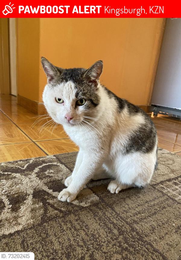 Lost Male Cat last seen whitfield drive astra park, Kingsburgh, KZN 4126