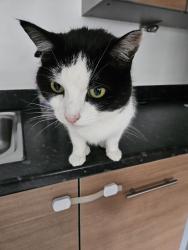 Reunited Female Cat last seen Freer Crescent, High Wycombe, Buckinghamshire, England 