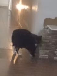 Reunited Female Cat last seen Beltline and Buttermilk, Garland, TX 75044