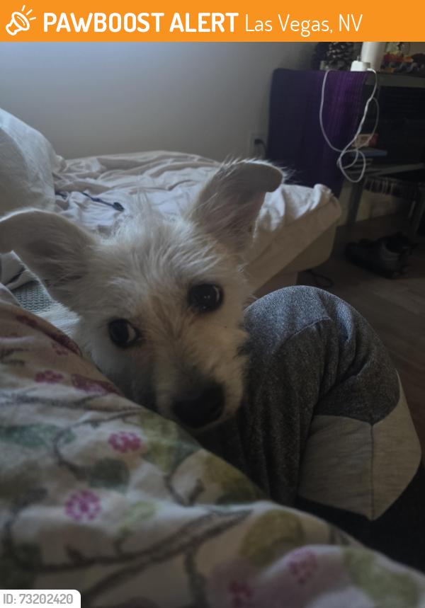 Found/Stray Female Dog last seen Atlantic, Las Vegas, NV 89101