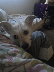 Found/Stray Female Dog last seen Atlantic, Las Vegas, NV 89101