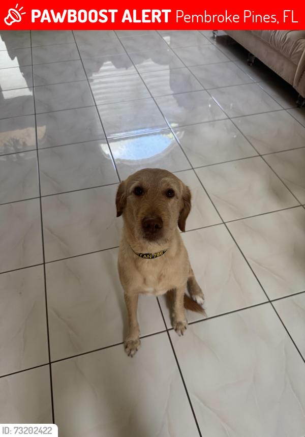 Lost Male Dog last seen Pembroke pines, Pembroke Pines, FL 33023