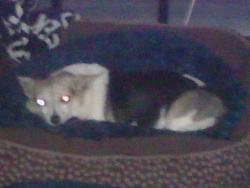 Reunited Male Dog last seen US agriculture department one mermaid ln, Wyndmoor, PA 19038