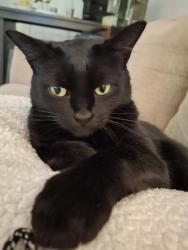 Lost Female Cat last seen 98th and NE 122nd st. Juanita,Wa (Casa Juanita Apts.), Kirkland, WA 98034