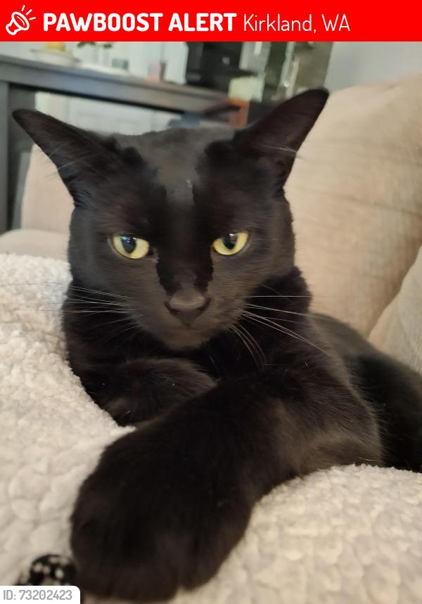 Lost Female Cat last seen 98th and NE 122nd st. Juanita,Wa (Casa Juanita Apts.), Kirkland, WA 98034