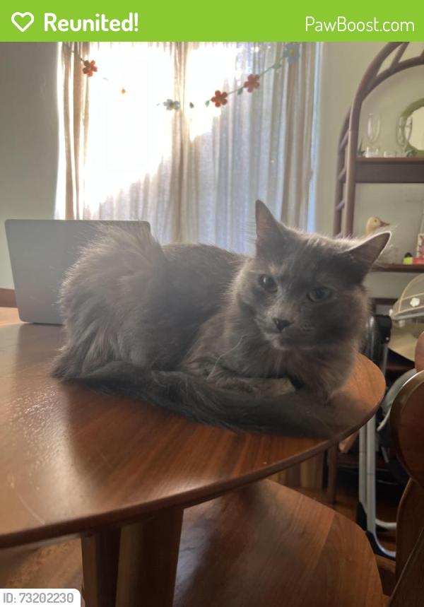 Reunited Female Cat last seen 7th alley behind MaxRPM, Bremerton, WA 98312