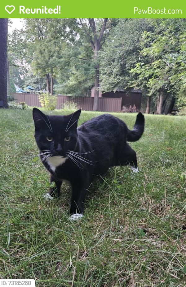 Reunited Male Cat last seen North Main and Applegrove, North Canton, OH 44720
