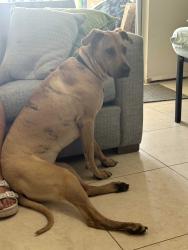 Reunited Male Dog last seen Indiantown Rd and Loxahatchee, Jupiter, FL 33458