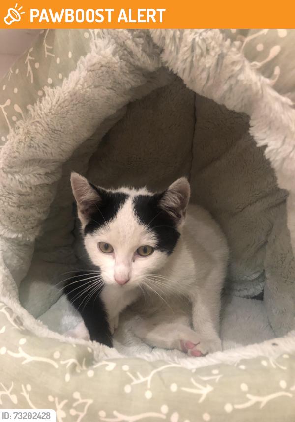 Found/Stray Unknown Cat last seen Dumballs Road, Century Wharf, Wales 