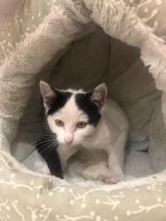Found/Stray Unknown Cat last seen Dumballs Road, Century Wharf, Wales 