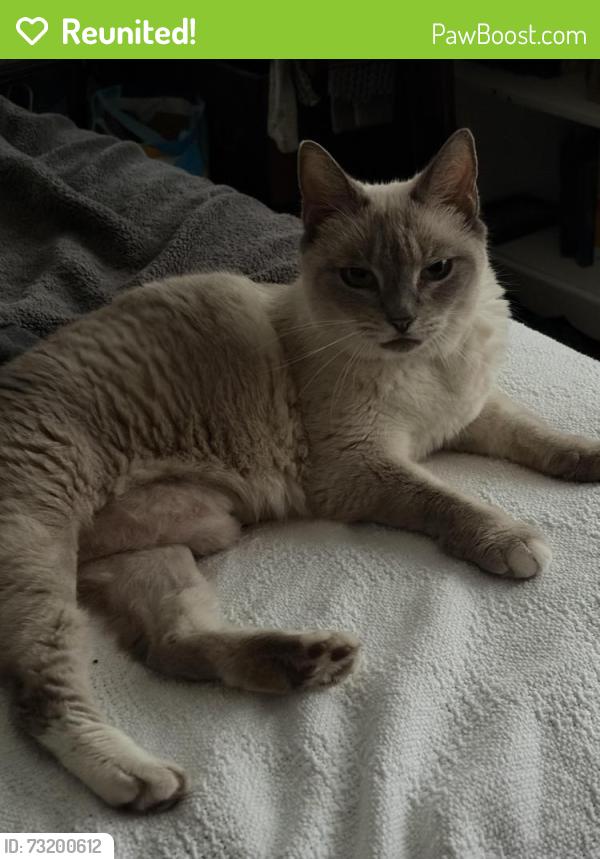 Reunited Female Cat last seen pine Street and Lori lane in Aberdeen across from meridian, Aberdeen, NC 28315
