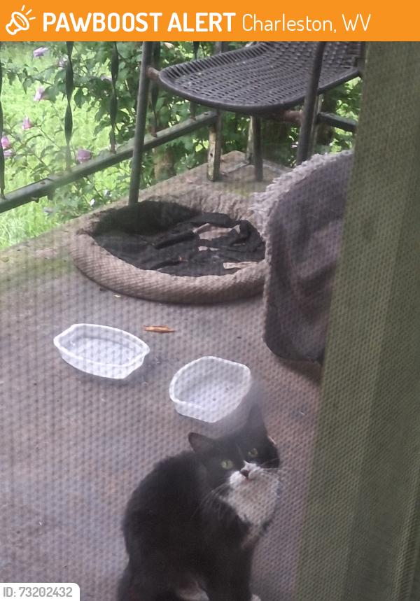 Found/Stray Unknown Cat last seen Mouth of Campbell's creek dr by the ginos, Charleston, WV 25201