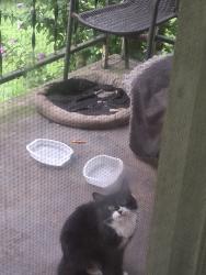 Found/Stray Unknown Cat last seen Mouth of Campbell's creek dr by the ginos, Charleston, WV 25201