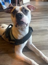 Shelter Stray Male Dog last seen CHARLOTTE, 8315 Byrum Dr, Charlotte, NC 28217, USA