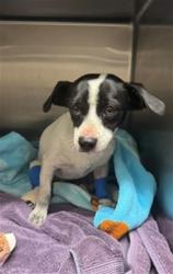Shelter Stray Male Dog last seen , 4275 Elton St, Baldwin Park, CA 91706, USA