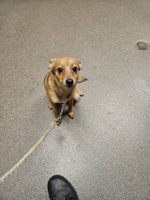 Shelter Stray Male Dog last seen Near BLOCK S MERIDIAN AVE, WICHITA KS 67217, 3303 N Hillside St, Wichita, KS 67219, USA