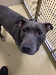 Shelter Stray Male Dog last seen Near BLOCK N JACKSON AVE, WICHITA KS 67203, 3303 N Hillside St, Wichita, KS 67219, USA